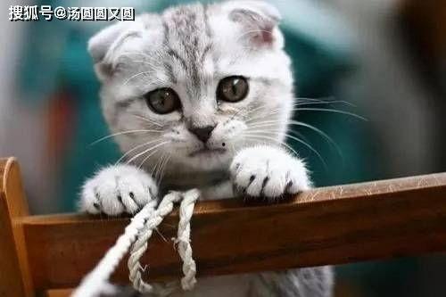 娱乐吃瓜君折耳猫坐姿,娱乐吃瓜君的萌态瞬间