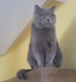 蓝猫娱乐圈吃瓜,揭秘明星幕后吃瓜大揭秘