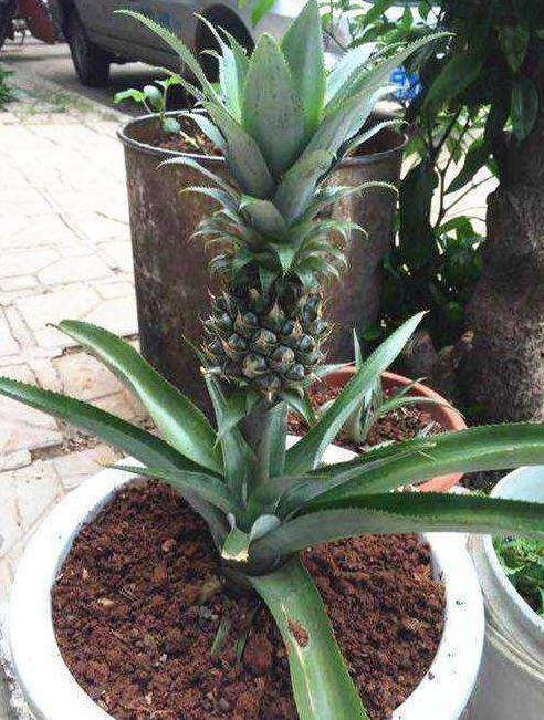 菠萝头娱乐吃瓜,揭秘娱乐圈吃瓜背后的真相与笑料