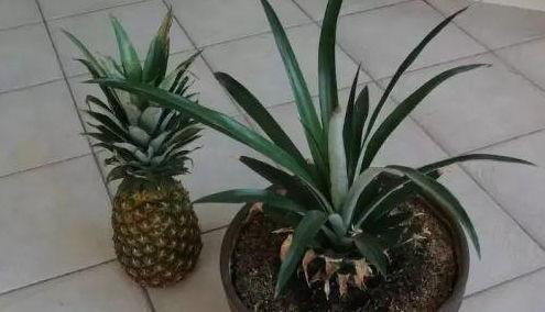 菠萝头娱乐吃瓜,揭秘娱乐圈吃瓜背后的真相与笑料