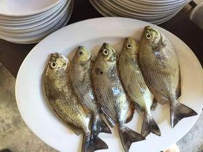 娱乐吃瓜酱养鱼,揭秘网红养鱼背后的趣味生活