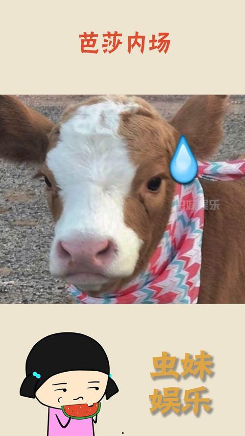 娱乐吃瓜酱啃宠,揭秘娱乐圈宠粉秘籍