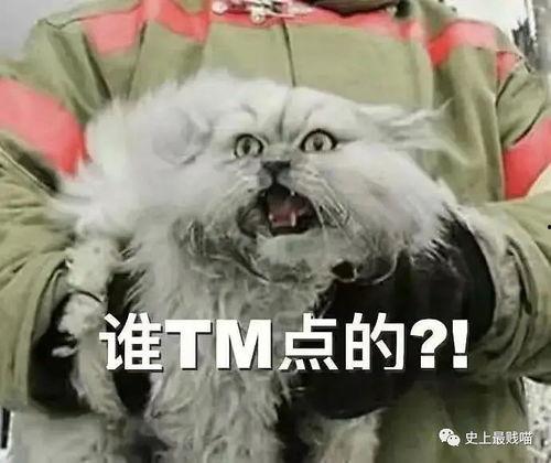 娱乐吃瓜酱丹麦猫咪,娱乐吃瓜酱的萌宠日常