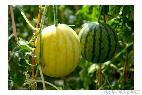 康欣娱乐吃瓜君